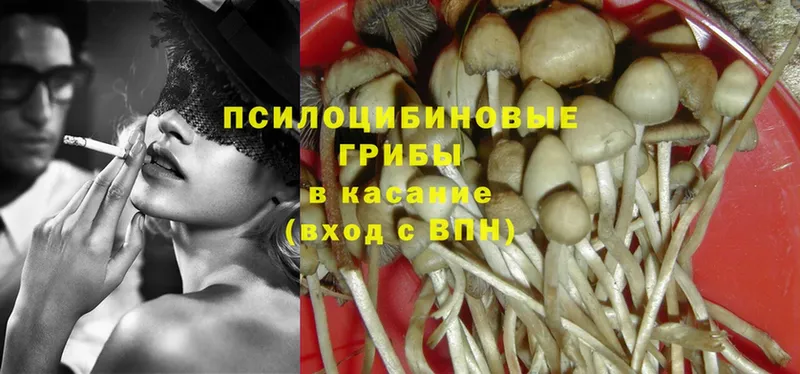 Галлюциногенные грибы Psilocybe  Большой Камень 